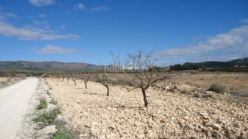 Foto 3b754a01-6a7c-4daf-88f0-801b2b304523. Finca rústica amplia parcela edificable con agua de riego y posibilidad de división , alicante en Pinoso