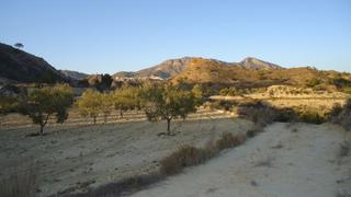 Finca rústica en Abanilla. Finca rústica de 18.514 m con olivos y agua de riego en abanilla