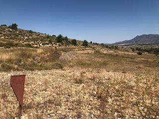 Rural plot in Jumilla. Parcela urbanizable en la zarza jumilla 11.808 m