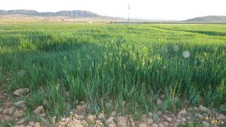 Finca rústica a Yecla. Finca agrícola de 337.000 m en la boquera del carche  amplios de
