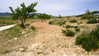 Finca r�stica en Pinoso. Parcela de 7.401 m en pinoso, alicante