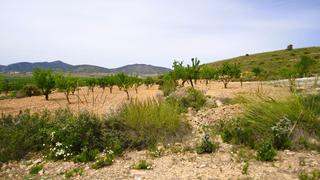 Propriété à Pinoso. Parcela de 12.342 m en pinoso, alicante