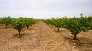 Finca rústica a Yecla. Finca de riego de 44.480 m en yecla, cerca de pinoso