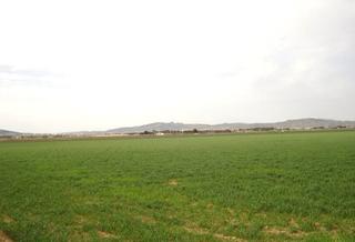 Rural plot in Yecla. Finca de regadío de 34 hectáreas en yecla con excelente dotación
