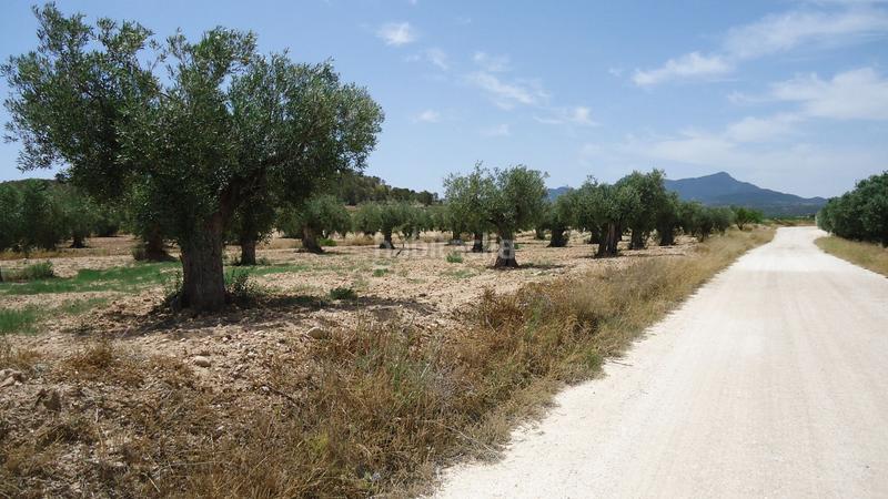 Foto 5ad61b8d-44fa-48c2-8e5f-4805ad081294. Rural plot in Jumilla