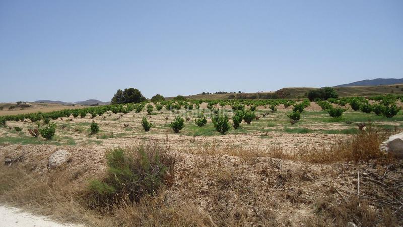 Foto 950a4ad6-5880-4665-be44-1234101595b6. Rural plot in Jumilla