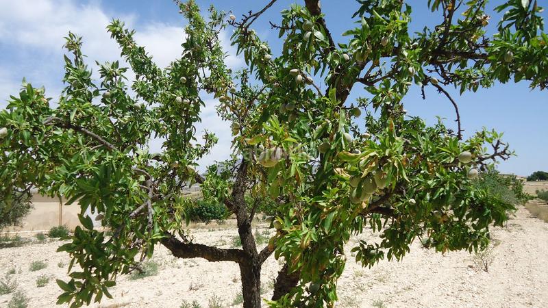 Foto 9b1cbb0b-1a29-477c-b8ca-ad5de45672df. Rural plot in Jumilla