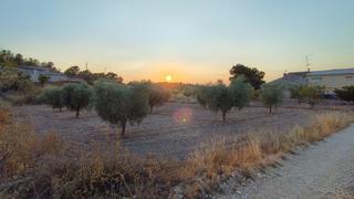 Finca rústica en Abanilla. Parcela de suelo urbano de 971 m con olivos y posibilidad de con