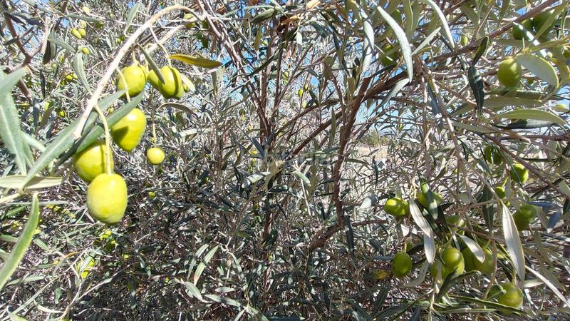 Foto f10eb529-8125-4743-9b8f-f450b53b1253. Casa a Abanilla