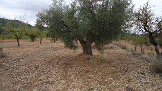 Propriété à Abanilla. Finca edificable de 68.571 m en abanilla murcia