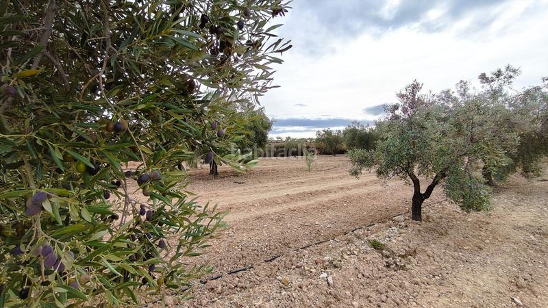 Foto 40bc8aed-9f41-4a85-9b0c-4d1510652fac. Finca rústica a Monòver