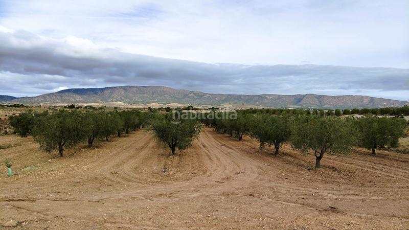 Foto b3a93696-b96f-4f04-85d1-27ce2690dace. Finca rústica a Monòver