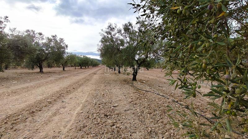 Foto f96b715c-5f97-42a8-9714-6bbbe2c06707. Finca rústica a Monòver