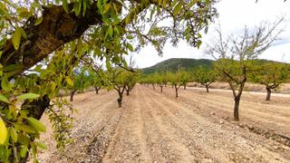 Finca rústica a Monòver. Terreno de 14.227 m plantado de almendros en monóvar alicante