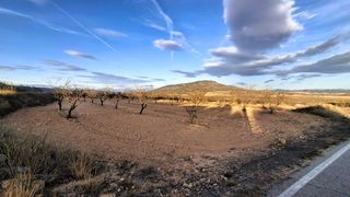 Finca r�stica en Yecla. Parcela de 8.234 m con almendros de secano en raspay, yecla