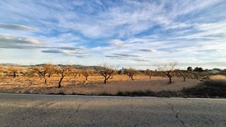 Finca r�stica en Yecla. Parcela de 4.301 m con almendros de secano en raspay, yecla