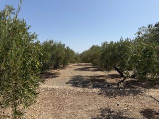 Finca rústica a Abanilla