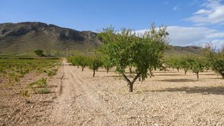 Finca r�stica en Abanilla. Terreno urbanizable de 11.040 m en ca�ada de la le�a, abanilla,