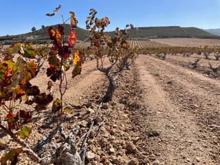 Rural plot in Jumilla. Finca de viñedos de 60.400 m con riego por goteo en jumilla, mur