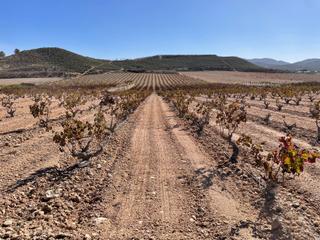 Rural plot in Jumilla. Finca de viñedos de 41,885 m con riego por goteo en jumilla, mur