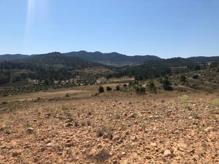 Rural plot in Jumilla. Parcela urbanizable en la zarza jumilla 37.566 m