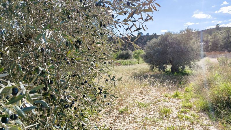 Foto 42b52e17-b235-4635-a212-e671ce2c887d. Finca rústica a Jumilla