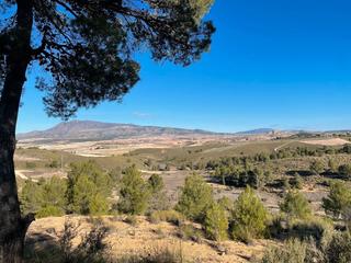 Rural plot in Jumilla. Parcela urbanizable en la zarza jumilla 8.602 m