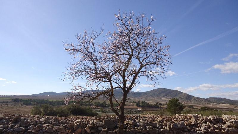 Foto 647b61e3-8665-4649-bbae-d9cf39a434d1. Finca rústica a Yecla