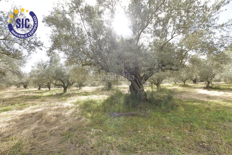 Foto 2f28de21-a7bd-4f89-ac98-64b7728c7650. Terrain résidentiel dans Jérica