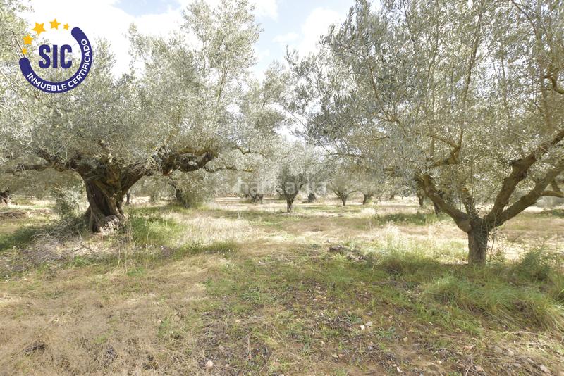 Foto e0bf2b5d-f418-4e35-8467-a6cdcf5191de. Terrain résidentiel dans Jérica