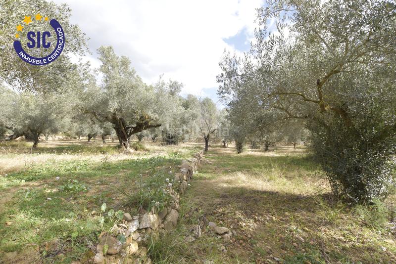 Foto e29a19be-26d8-4586-b8e8-d9f1de301dd1. Terrain résidentiel dans Jérica