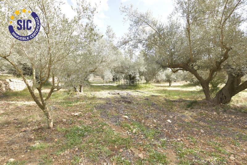 Foto ebe7afdf-6d2a-4d6d-b3db-1d759486c149. Terrain résidentiel dans Jérica