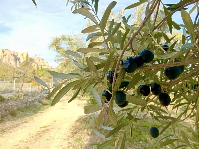 Foto 0a094e22-ee60-4bb9-b5d7-9f868b416927. Mas dans Benifato