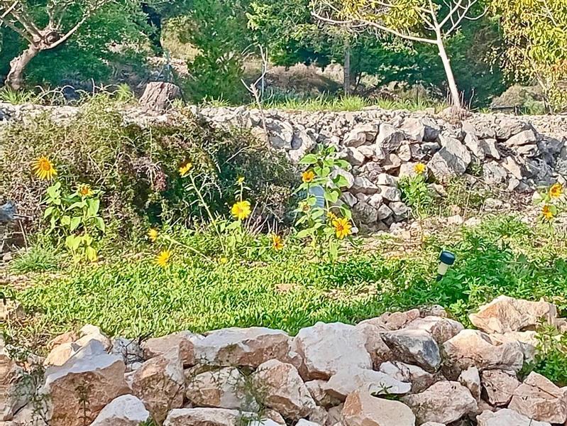 Foto 12249270-cc73-4ffa-adbf-222b3d657155. Mas dans Benifato