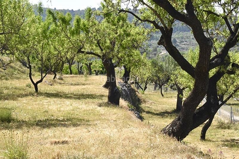 Foto 39960882-3e79-4020-a2dc-6f09582a261f. Mas dans Benifato