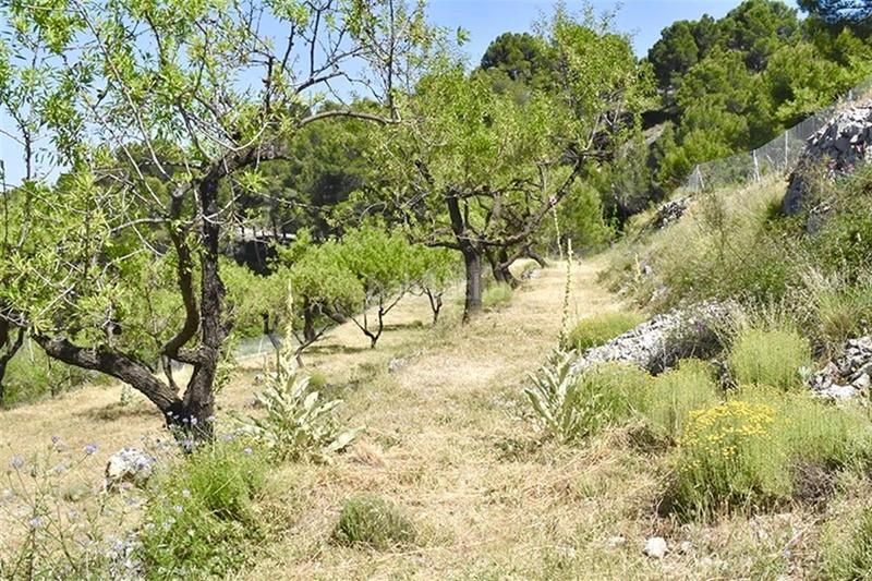 Foto ccce985c-3262-404b-bf3c-57259af35bf4. Mas dans Benifato