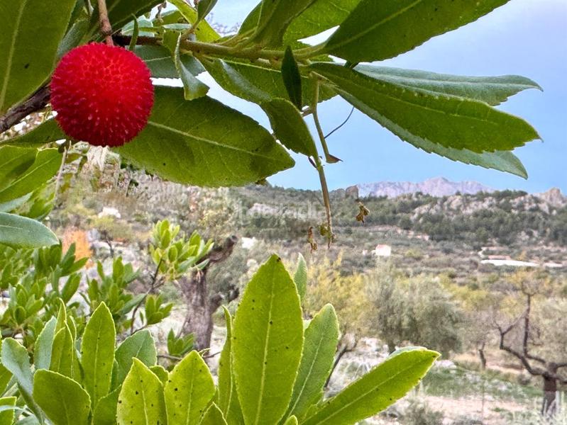 Foto df5f97fe-ad31-4eb7-9a90-6a139afbdc9f. Mas dans Benifato