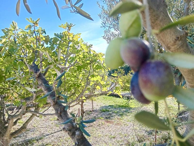 Foto fedb0992-9be1-486c-bb45-a7d605415747. Mas dans Benifato