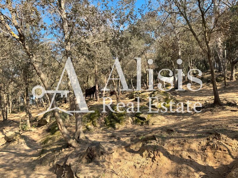 Foto 19cfa04e-6a65-4f01-8be0-ac0e94d092c4. Masía preciosa finca con piscina posibilidad de alojarse caballos en Òrrius
