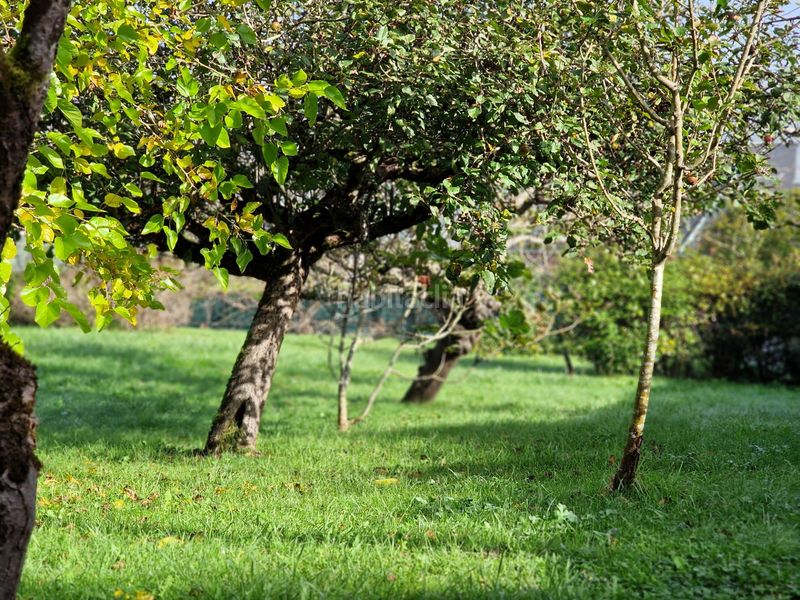 Foto aa491b61-1398-4feb-9b2c-f07849a768f7. Xalet amb xemeneia calefacció aparcament a San Claudio - Trubia - Las Caldas Oviedo
