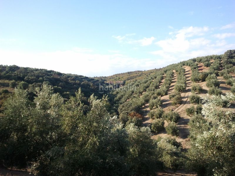Foto c10f5066-59f8-439f-b2b2-57a5fd48e3c5. Finca rústica a Chiclana de Segura