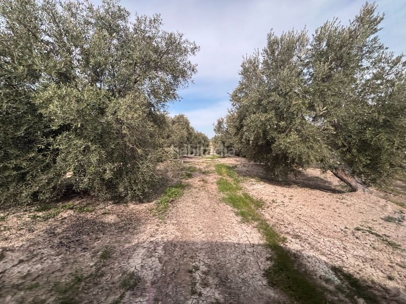 Foto 1d47f081-99bc-40d7-bfa4-056646f732ab. Finca rústica a n/a a Beas de Segura