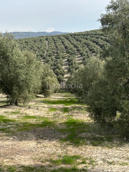 Foto f44c99fb-2fe9-4ad1-8203-cdf3bebedcc4. Finca rústica a n/a a Beas de Segura