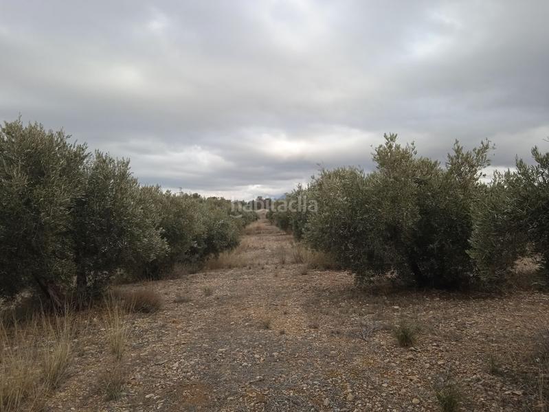 Foto f5ab1d4a-e228-41d7-9bd2-0419ee971dd3. Casa finca de olivos en venta en Guadix