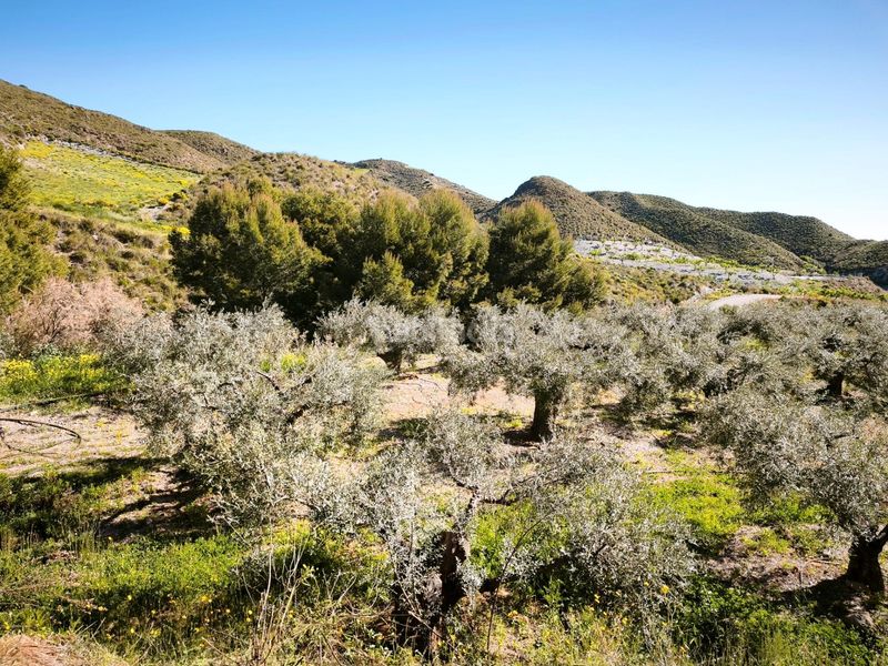 Foto a151ccc0-cb05-4bb6-b56e-de9ac03661d0. Finca rústica a Morata Lorca