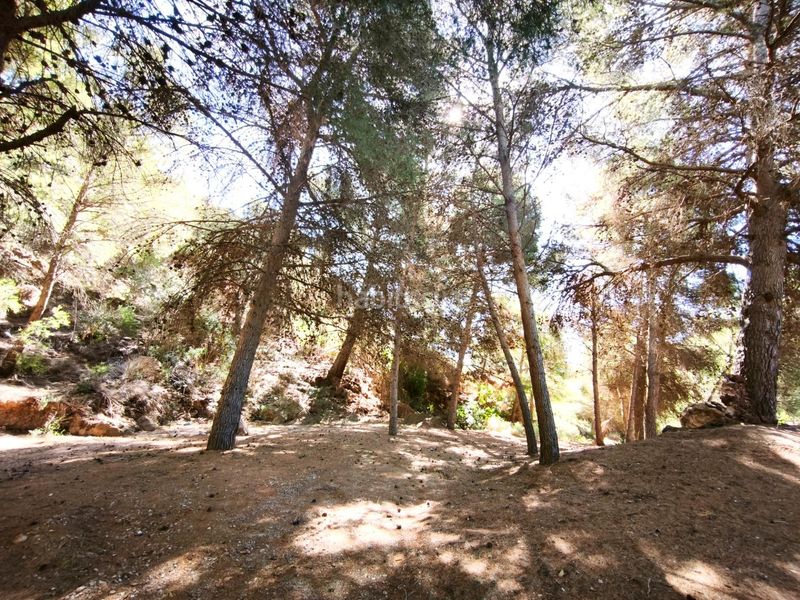 Foto e0c8ecbb-750f-498c-bfe4-69c7436521ec. Finca rústica a Morata Lorca