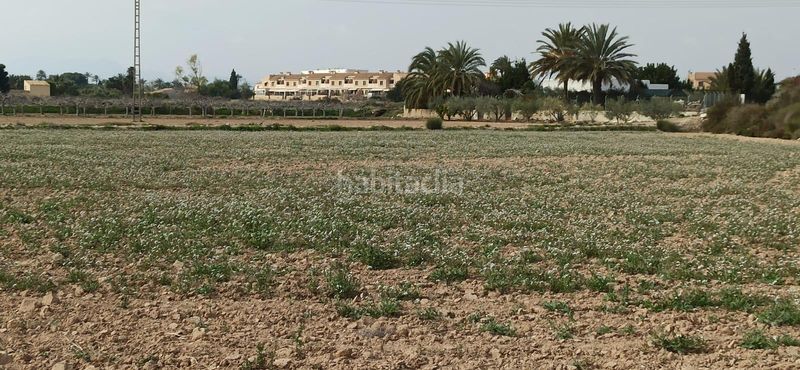 Foto 5dc687b7-15d3-496c-a7ec-b1140a0bdbc0. Terreny residencial a Perleta - Maitino Elche / Elx