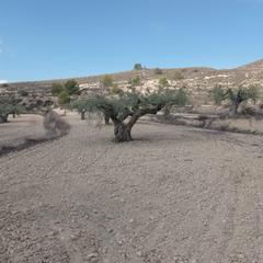 Propriété à Hondón de las Nieves. Encantadora finca rústica en hondon de las nieves con vistas esp