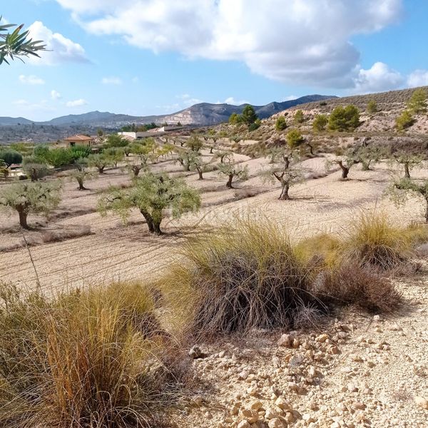 Foto 123301a8-713b-4c16-a916-b0a226894938. Finca rústica a Hondón de las Nieves