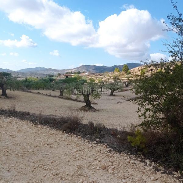 Foto 805ab035-5d31-4e6c-abc8-d47b62a26ad0. Finca rústica a Hondón de las Nieves